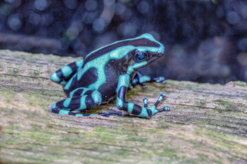 Green & Black Poison Dart Frog, Dendrobates auratus. Its bright aposematic coloration warns predators that it is poison and serves as a defense.