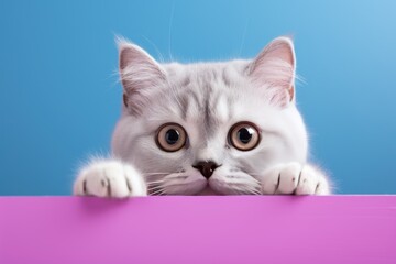 cat peeking over the pastel background.