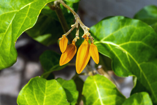 Gold finger plant, Juanulloa mexicana, red flowers with leaves and a dark background.