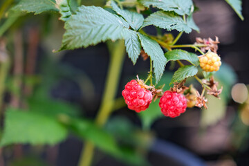 Close up picture of raspberry on a plant 