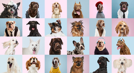 Creative collage made of different breeds of dogs. Purebred funny and serious dogs posing against multicolored background. Concept of animal life, pet friend, care, vet, ad