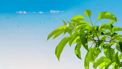 Green apple leaves on a blue clear sky background. For banner, advertisement, business card