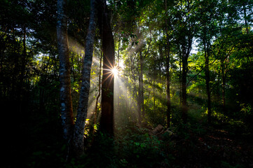 Rising sun casting beams through branches of forest trees.Beautiful Sunset Sunrise Sun Sunshine In Sunny Summer Forest. Sunlight Sunbeams Through Woods In Forest Landscape. 