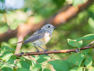 The common redstart, Phoenicurus phoenicurus, young bird, is photographed in close-up sitting on a branch against a blurred background.