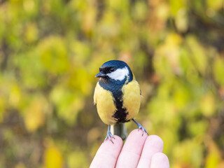 A tit sits on a man's hand and eats seeds.