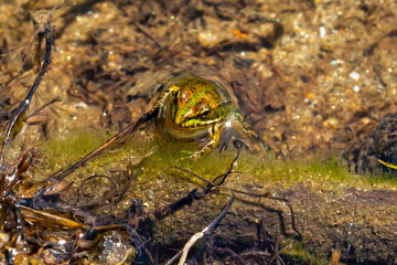 Green-skinned frog partially submerged in river water. Green frog macro photo. small amphibians.