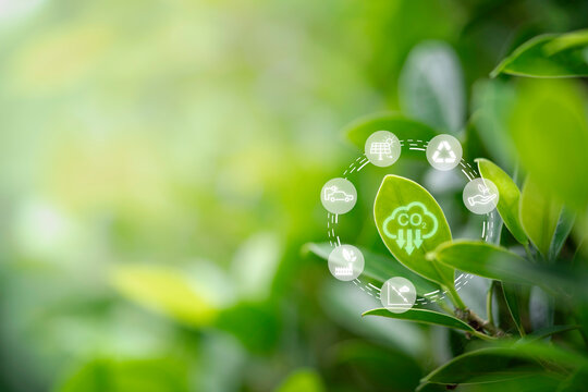 Carbon reduction on green leaf for for decrease CO2 , carbon footprint and carbon credit to limit global warming from climate change, Bio Circular Green Economy concept.