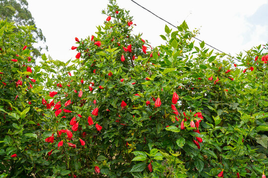 red flower of China rose, rose of Sharon, hardy hibiscus, rose mallow, Chinese hibiscus, Hawaiian hibiscus or shoeblackplant.