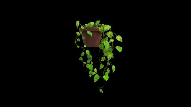 Houseplant growing in pot. Devils Ivy, Philodendron. Alpha channel for transparency. Realistic CG animation