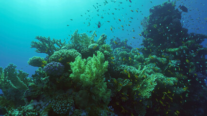 Naklejka na ściany i meble Beautiful tropical coral reef in coral garden in blue deep sea colorful fish swims around reefs, Red sea, Safaga, Egypt