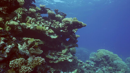 Fototapeta na wymiar Beautiful tropical coral reef in coral garden in blue deep sea colorful fish swims around reefs, Red sea, Safaga, Egypt