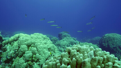 Group of Yellow-tail Barracuda (Sphyraena flavicauda) swims in the deep over coral garden in blue water, Red sea, Safaga, Egypt