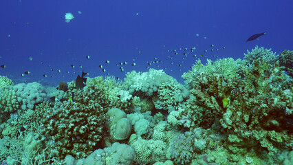 Naklejka na ściany i meble Beautiful tropical coral reef in coral garden in blue deep sea colorful fish swims around reefs, Red sea, Safaga, Egypt