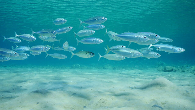 School of Mackerel fish swims over sandy seabed in shallow water on bright sunny day in sunrays, Red sea, Safaga, Egypt