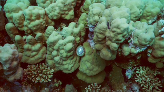 Unicellular organisms Bubble algae, Sea grape, Sailor's eyeballs (Valonia ventricos) on hand corals, Red sea, Safaga, Egypt