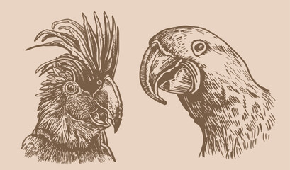 Obraz premium Graphical vintage set of parrots ,vector element of bird.Ink pen parrots,ornithology