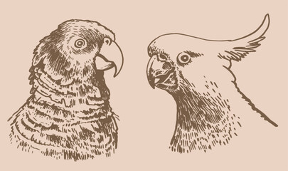 Graphical vintage set of  parrots ,vector element of bird.Ink pen parrots,ornithology