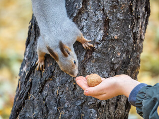 The boy feeds a squirrel with nuts from a hand in the wood