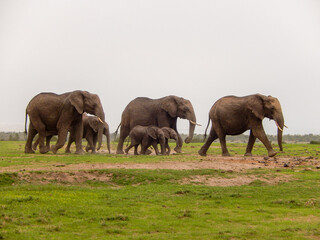 Herd of elephants with babies walk on green savannah with a clear copy space sky on natural landscape - Kenya