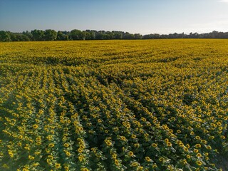 Sunset Aerial View Sunflower field, High quality 4k photo