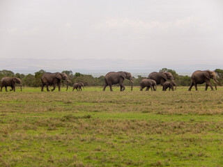 Elephants in herd walk in line on green grass field with clear sky copy space in natural landscape of Kenya
