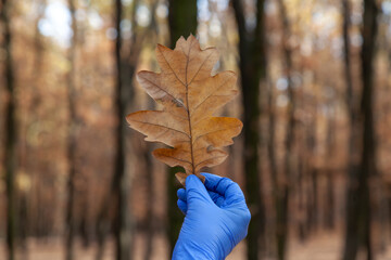 Hand in rubber glove holds oak leaf in forest