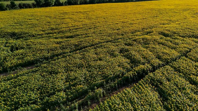 Sunset Aerial View Sunflower field, High quality 4k footage