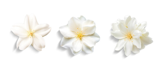 White flower isolated on white