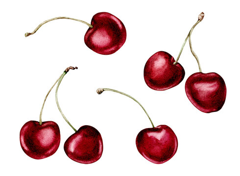 cherry fruits collection realistic botanical watercolor illustration: whole sweet sour ripe juicy set isolated clipart hand painted, fresh exotic food red green for food label design. white background
