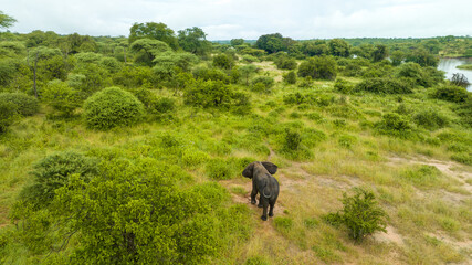 Fototapeta na wymiar Aerial view of Elephant in Nyerere national Park in Rifuji Tanzania