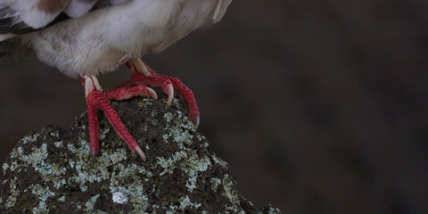 close up of claws of birds