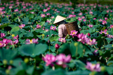 Lotus in Tra Ly lotus garden, Quang Nam province, Vietnam.