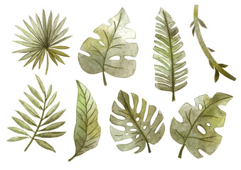 Isolated jungle tropical leaves collection. Watercolor hand drawn 
monstera, liana, palm leaf. Realistic botanical drawings for posters, cards, nursery, apparel, scrapbooking.