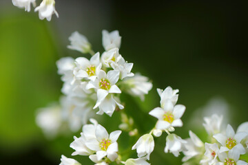 Japanese white Soba (buckwheat) flowerheads in the meadow (Sunny outdoor field, closeup macro photography)