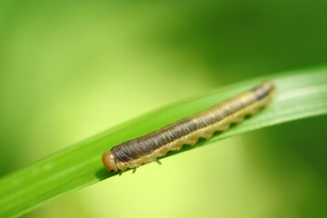 Larvae of the Japanese pine sawfly (Nesodiprion japonicus) on green leaves (Wildlife closeup macro photograph) 