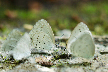 Holly Blue butterflies swarming on wet bird droppings in the forest (Sunny outdoor field, closeup macro photography)