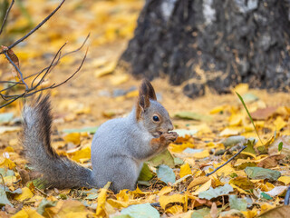 Autumn squirrel with nut sits on green grass with fallen yellow leaves