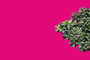 Tropical plant isolated on pink  background.