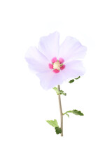 purple flower of Hibiscus syriacus on a white background