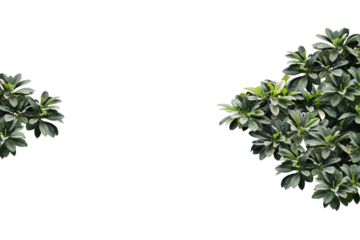 Tropical plant isolated on transparency background.