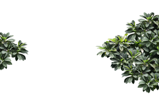 Tropical plant isolated on transparency background.