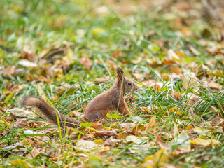 Autumn squirrel on green grass with fallen yellow leaves