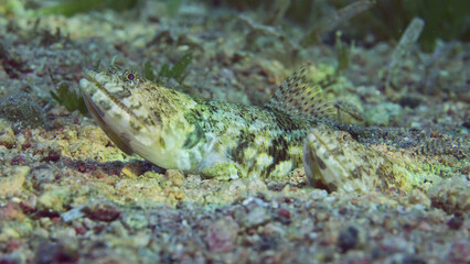 Close up of pair of Slender Lizardfish or Gracile lizardfish (Saurida gracilis) lie on sandy bottom in evening time on sunset sunrays, Red sea, Egypt
