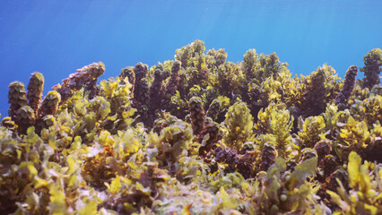 Fototapeta na wymiar Close up of Thickets Seaweed Brown Sargassum swaying on waves under surface of water on blue water background in bright sunny day on sun rays, Red sea, Egypt