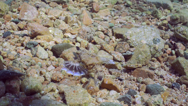 Common Seamoth, Little Dragonfish or Short Dragonfish (Eurypegasus draconis) walking on sandy rocky bottom on sunny day in sunbeams, top view, Red sea, Egypt