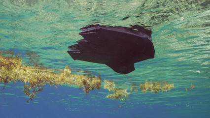 Close-up of disposable black plastic bag drifts with scraps of Seaweed Brown Sargassum on surface...