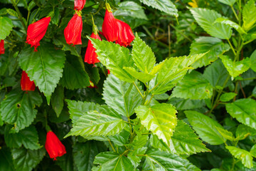 red flower of China rose, rose of Sharon, hardy hibiscus, rose mallow, Chinese hibiscus, Hawaiian hibiscus or shoeblackplant.