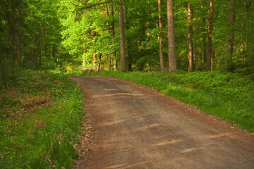 Trail through tall trees in a green woods. Spring forest road landscape. Wilderness background