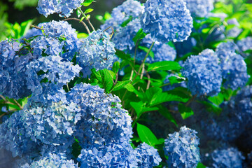 japan,hydrangea,summer