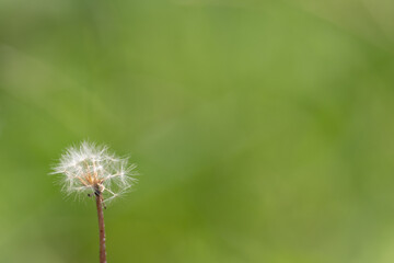 Fototapeta premium タンポポの綿毛